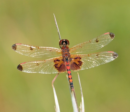 Male
2008_09_20_Charlton
